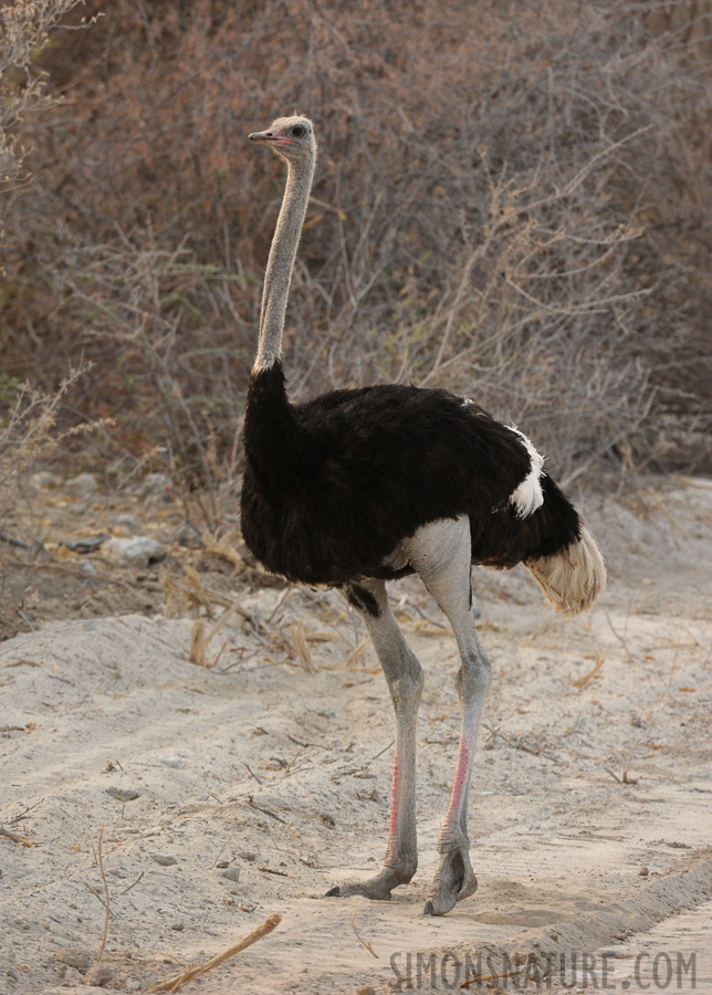 Struthio camelus australis [400 mm, 1/640 sec at f / 7.1, ISO 1600]